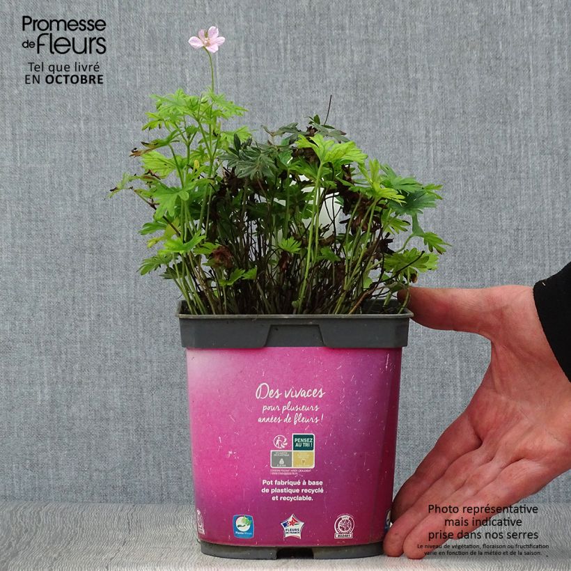 Exemplaar van Geranium sanguineum Elke - Bloedooievaarsbek Pot van 2 l/3 l zoals geleverd in de herfst