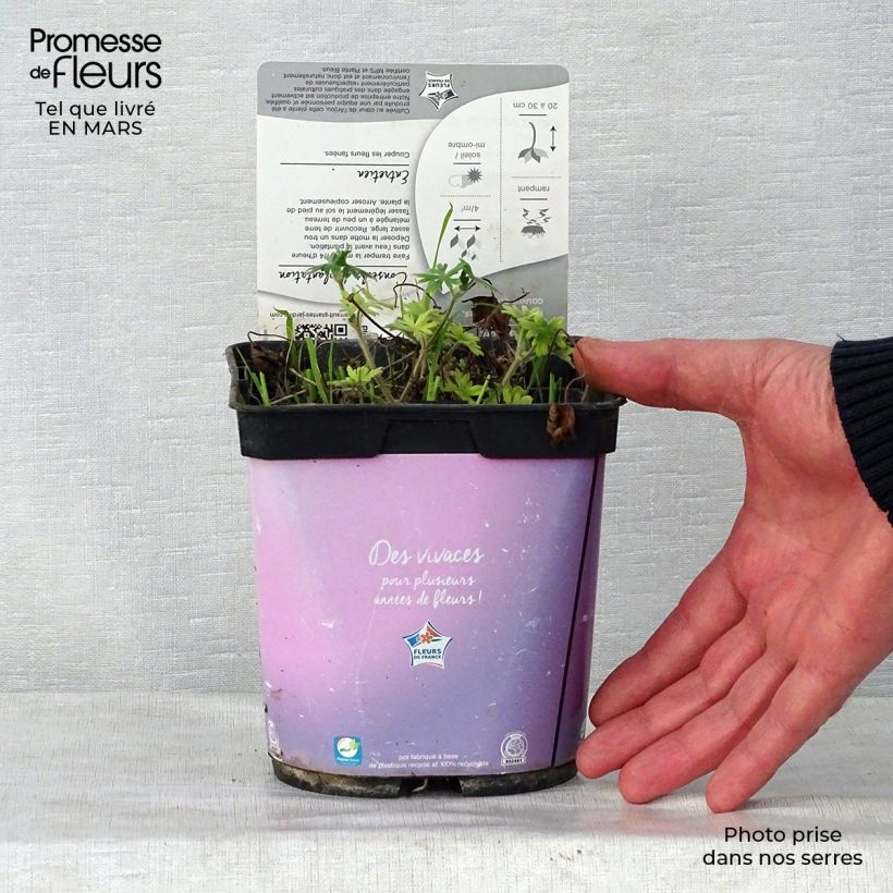 Exemplaar van Geranium sanguineum Elke - Bloedooievaarsbek Pot van 2 l/3 l zoals geleverd in de lente