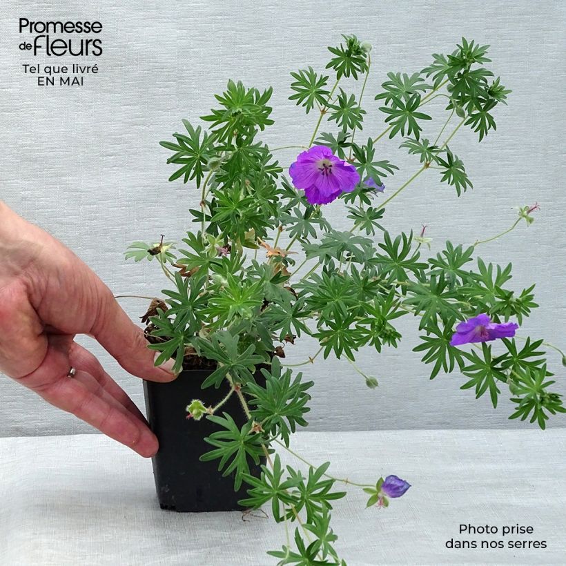 Exemplaar van Geranium sanguineum Elsbeth - Bloedooievaarsbek Kweekpotje van 8/9 cm zoals geleverd in de lente