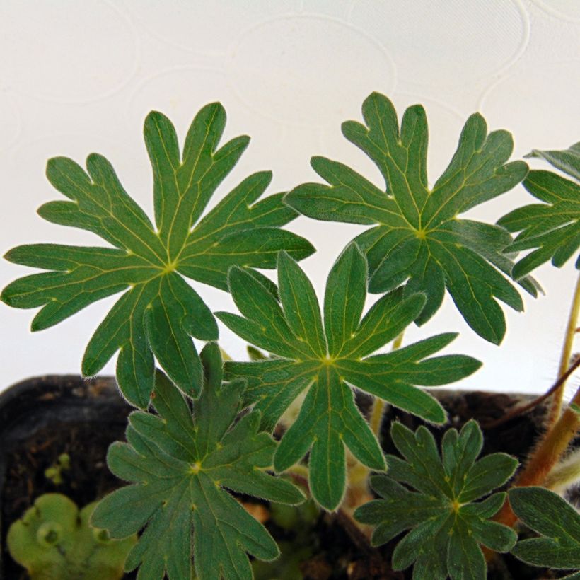 Geranium sanguineum Hannelore - Bloedooievaarsbek (Blad)