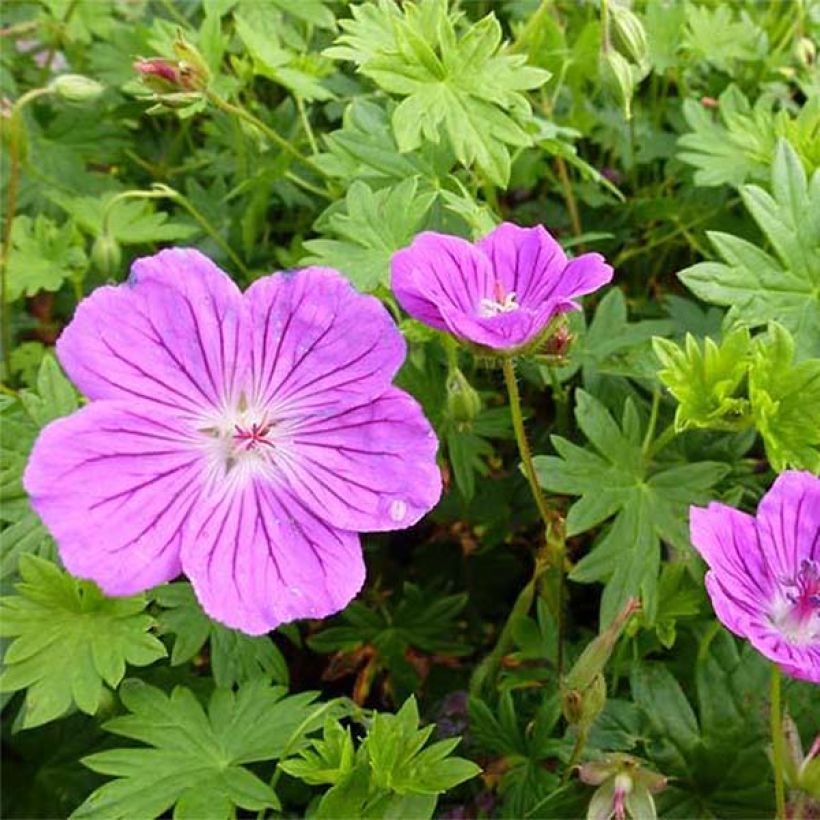 Geranium sanguineum Hannelore - Bloedooievaarsbek (Bloei)