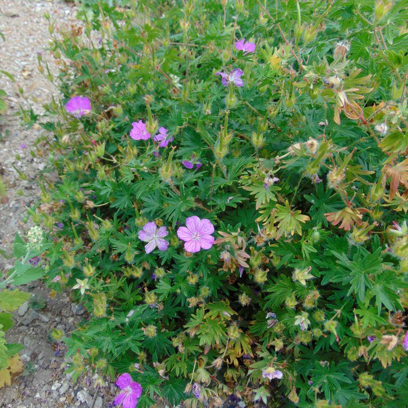 Geranium sanguineum Hannelore - Bloedooievaarsbek (Groeiplaats)