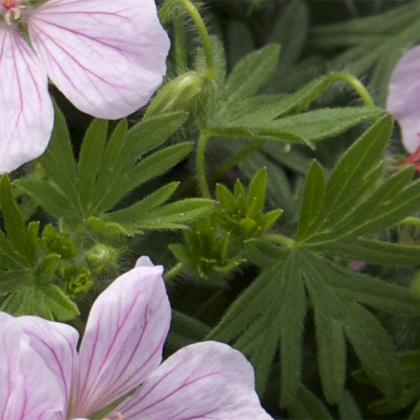 Geranium sanguineum Pink Pouffe - Bloedooievaarsbek (Blad)