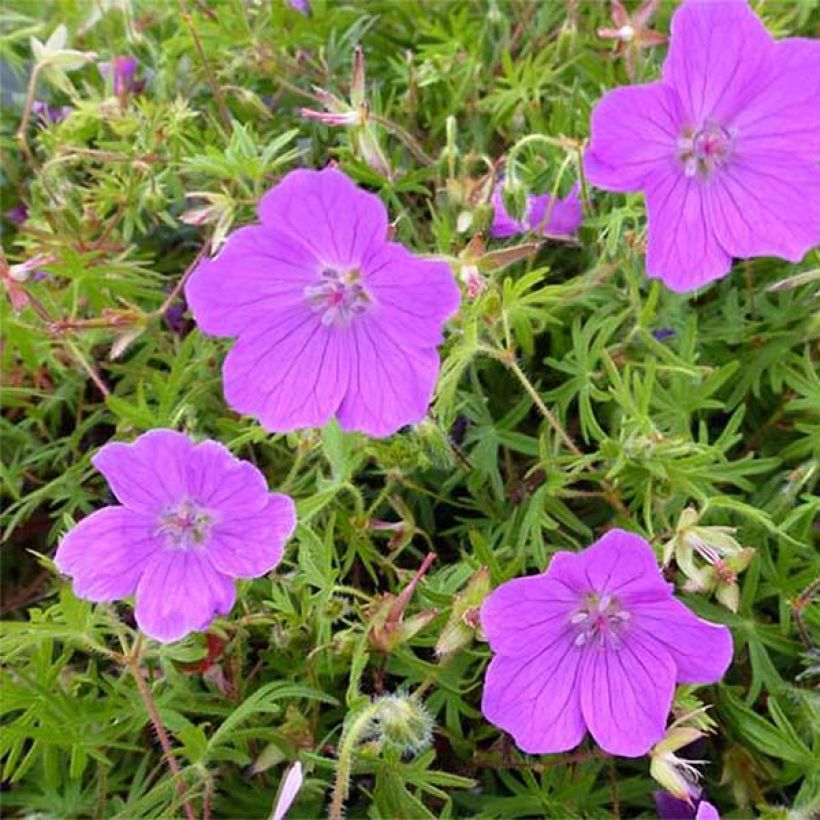 Geranium sanguineum Vision - Bloedooievaarsbek (Bloei)