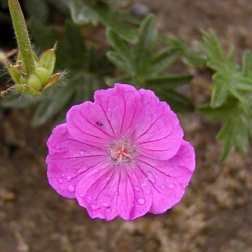 Geranium sanguineum Vision - Bloedooievaarsbek (Bloei)