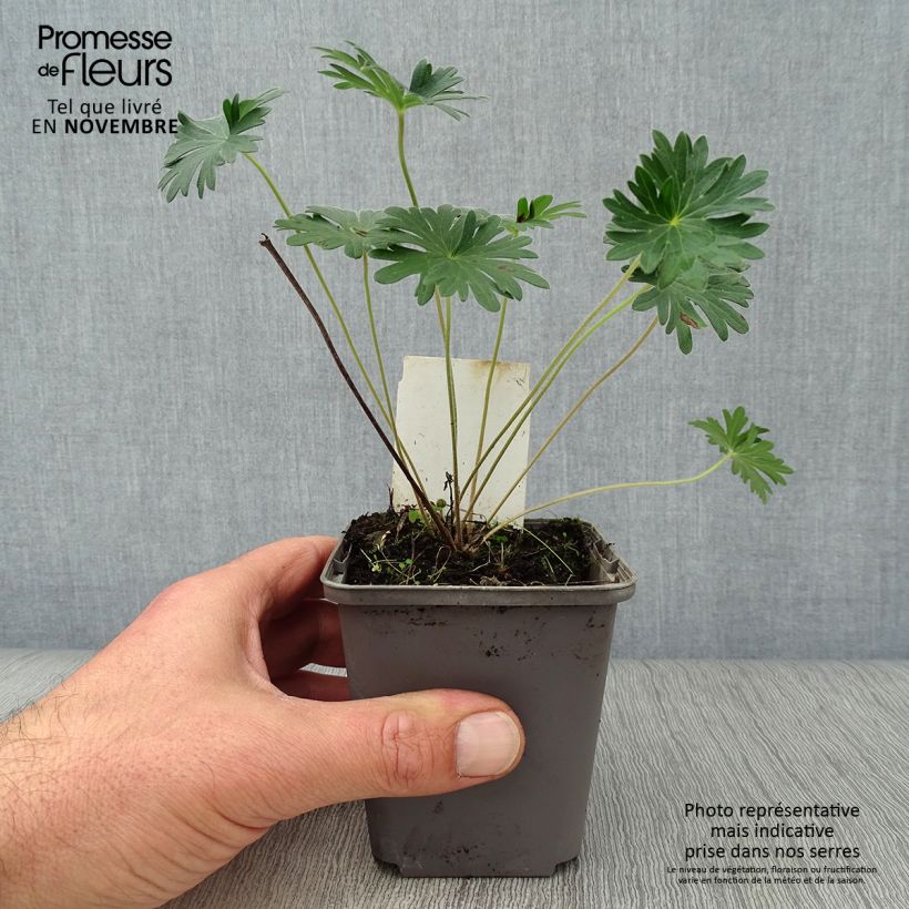 Exemplaar van Geranium sanguineum - Bloedooievaarsbek Kweekpotje van 8/9 cm zoals geleverd in de herfst