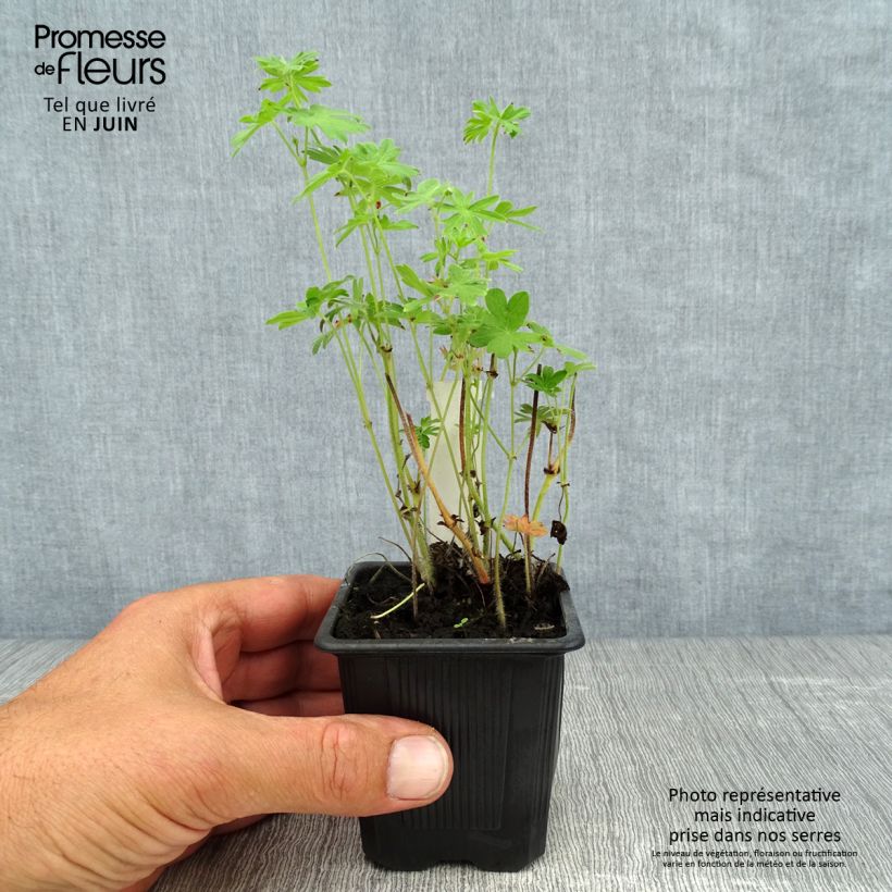 Exemplaar van Geranium sanguineum - Bloedooievaarsbek Kweekpotje van 8/9 cm zoals geleverd in de zomer