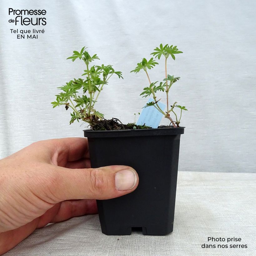 Exemplaar van Geranium sanguineum var. striatum - Bloedooievaarsbek Kweekpotje van 7/8 cm zoals geleverd in de lente