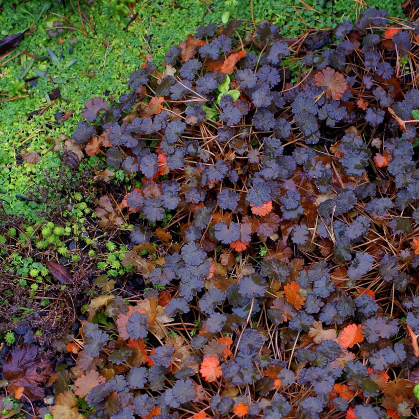 Geranium sessiliflorum Nigricans - Ooievaarsbek (Blad)