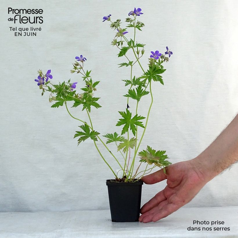 Exemplaar van Geranium sylvaticum Bridget Lion - Bosooievaarsbek Kweekpotje van 8/9 cm zoals geleverd in de zomer