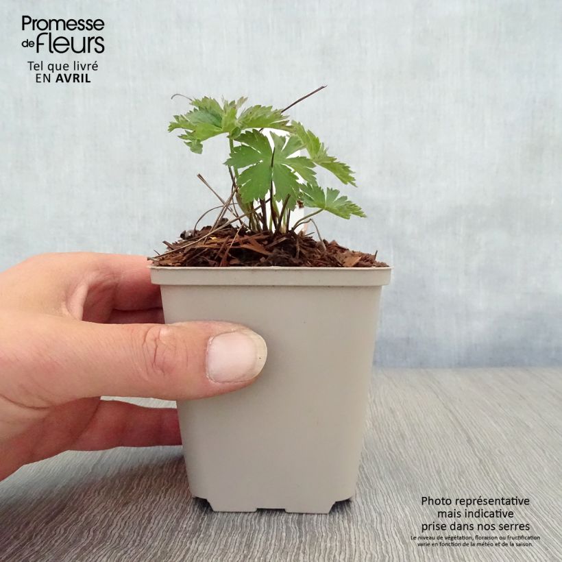 Exemplaar van Geranium sylvaticum Bridget Lion - Bosooievaarsbek Kweekpotje van 8/9 cm zoals geleverd in de lente