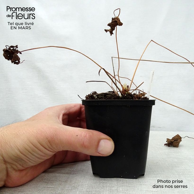 Exemplaar van Geranium sylvaticum May Flower - Bosooievaarsbek Kweekpotje van 8/9 cm zoals geleverd in de lente