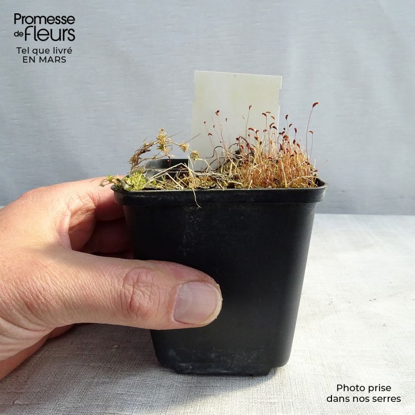 Exemplaar van Geranium sylvaticum wanneri - Bosooievaarsbek Kweekpotje van 8/9 cm zoals geleverd in de lente