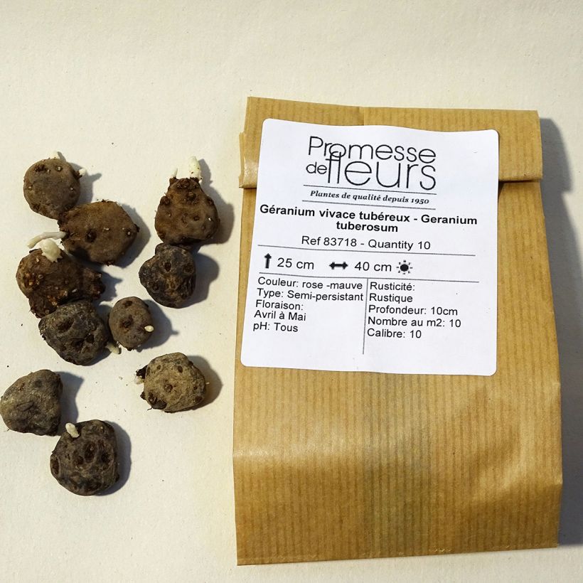 Voorbeeld van een exemplaar van Geranium tuberosum - Knolooievaarsbek Bol kaliber 5+ zoals geleverd