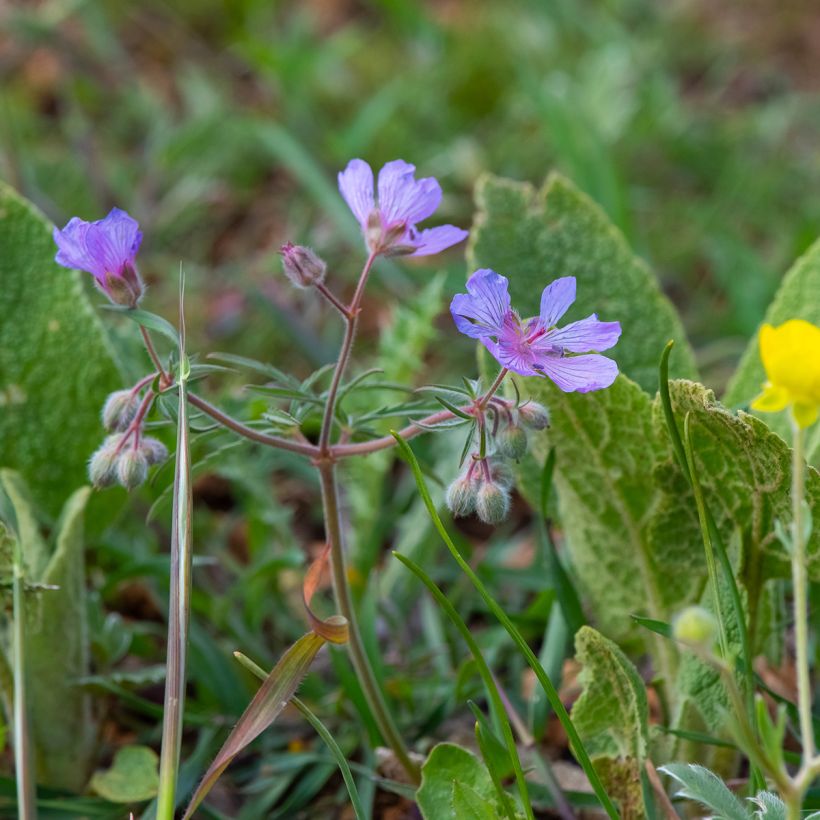 Geranium tuberosum - Knolooievaarsbek (Groeiplaats)