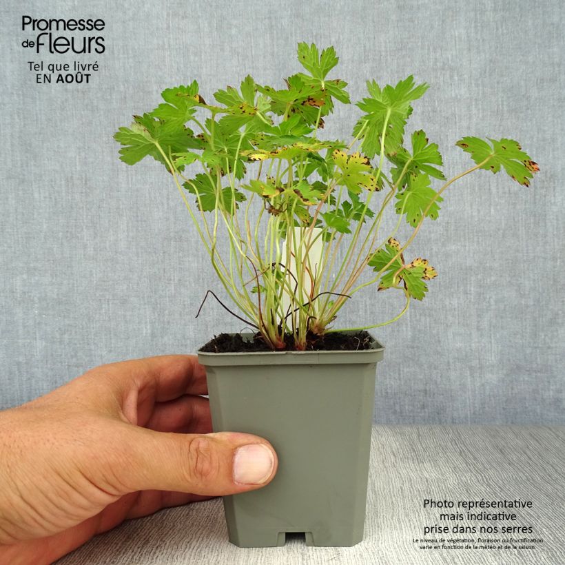 Exemplaar van Geranium versicolor - Ooievaarsbek Kweekpotje van 8/9 cm zoals geleverd in de zomer