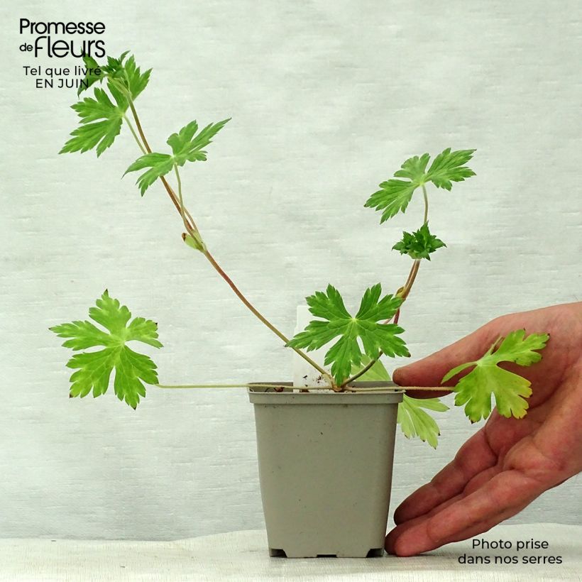 Exemplaar van Geranium wallichianum Buxton s Variety - Ooievaarsbek Kweekpotje van 8/9 cm zoals geleverd in de zomer
