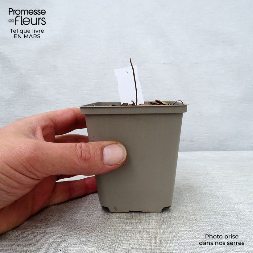 Exemplaar van Geranium wallichianum Buxton s Variety - Ooievaarsbek Kweekpotje van 8/9 cm zoals geleverd in de lente