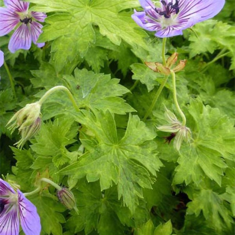 Geranium wallichianum Havana Blues - Ooievaarsbek (Blad)