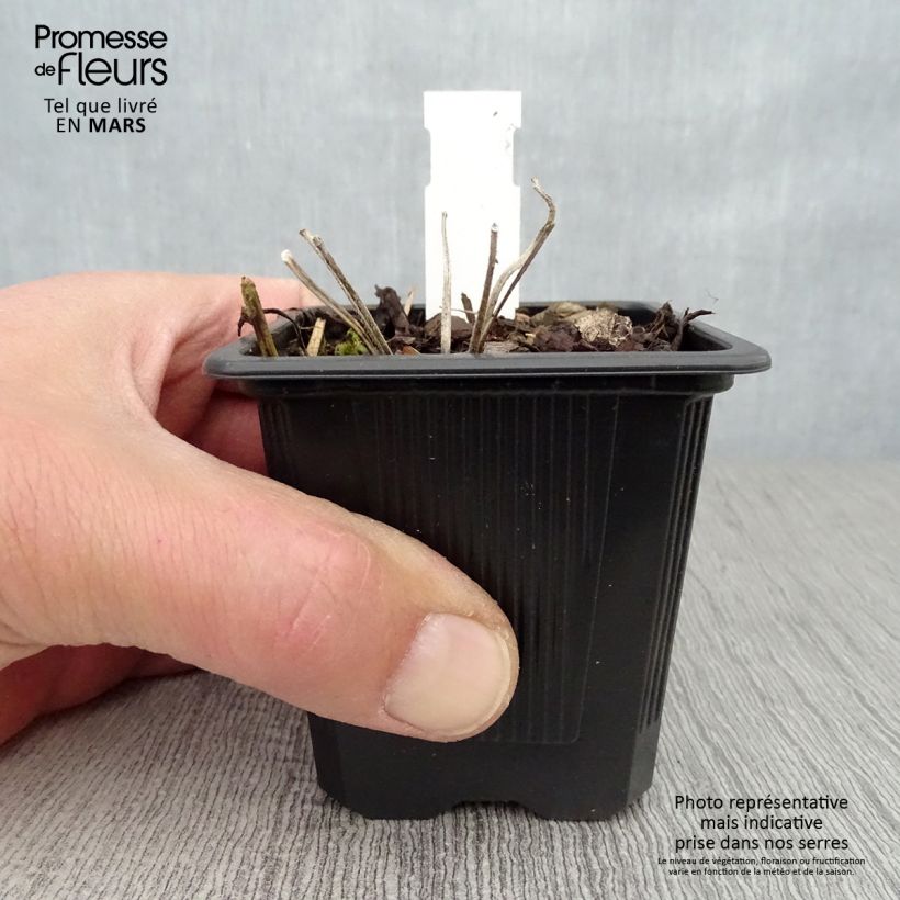 Exemplaar van Geranium wallichianum Magical® All Summer Joy - Ooievaarsbek Kweekpotje van 8/9 cm zoals geleverd in de lente