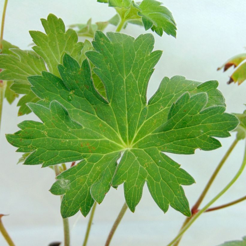 Geranium wlassovianum - Ooievaarsbek (Blad)