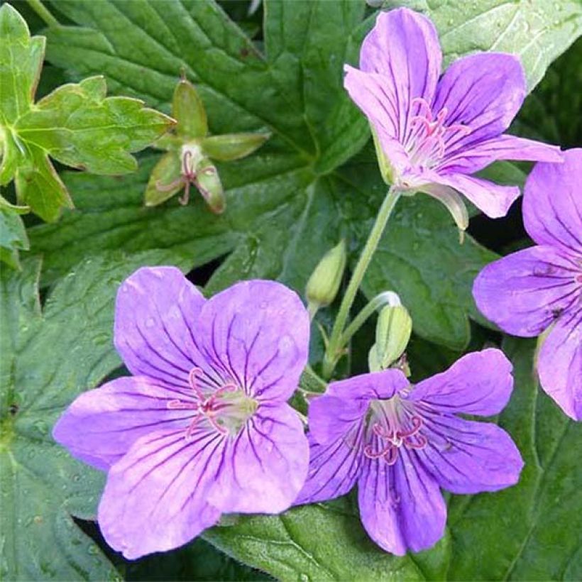 Geranium wlassovianum Crug Farm - Ooievaarsbek (Bloei)