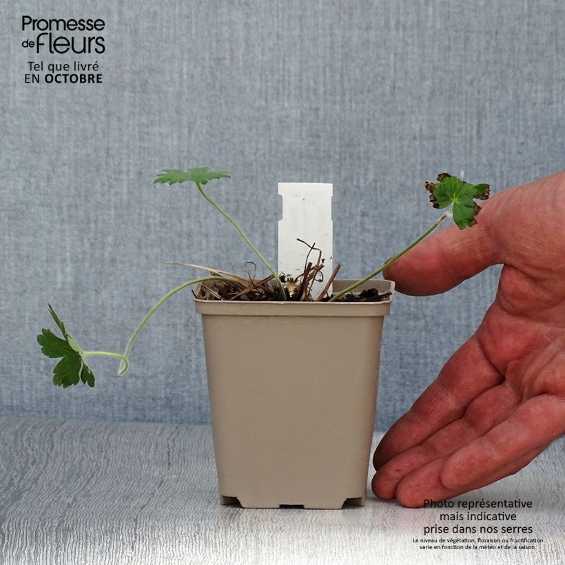 Exemplaar van Geranium wlassovianum Crug Farm - Ooievaarsbek Kweekpotje van 8/9 cm zoals geleverd in de herfst