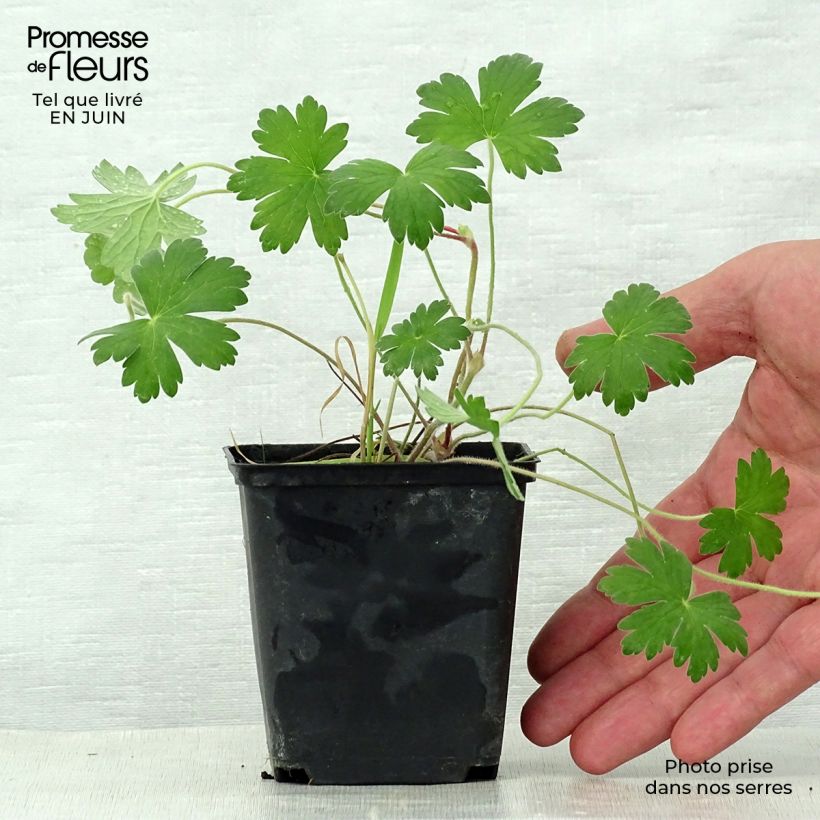 Exemplaar van Geranium wlassovianum Crug Farm - Ooievaarsbek Kweekpotje van 8/9 cm zoals geleverd in de zomer
