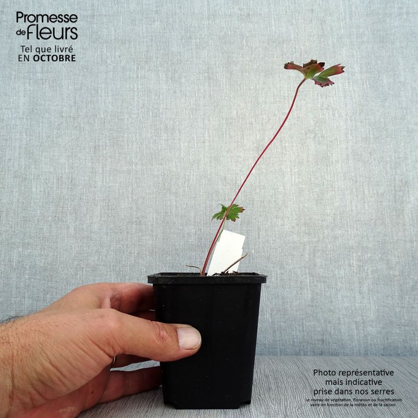 Exemplaar van Geranium wlassovianum - Ooievaarsbek Kweekpotje van 8/9 cm zoals geleverd in de herfst