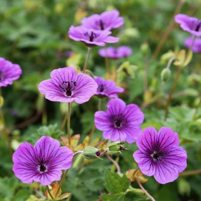 Geranium Censation Daily Purple - ooievaarsbek (Bloei)