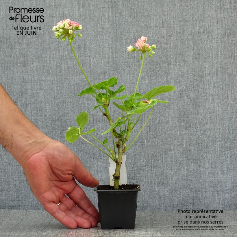 Exemplaar van Pelargonium Bouton de rose Appleblossom - Zonale geranium Kweekpotje van 7/8 cm zoals geleverd in de zomer