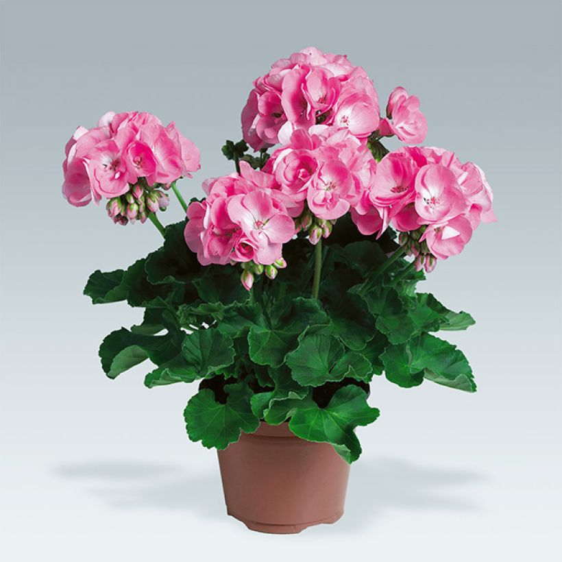 Pelargonium PAC Candy Rose - Zonale geranium (Groeiplaats)