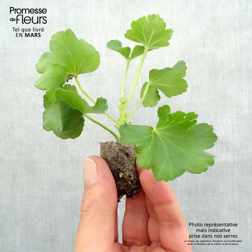 Exemplaar van Pelargonium PAC Candy Rose - Zonale geranium Mini-mot Ø 3/4 cm zoals geleverd in de lente