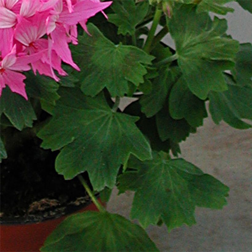 Pelargonium Fireworks Pink - Zonale geranium (Blad)