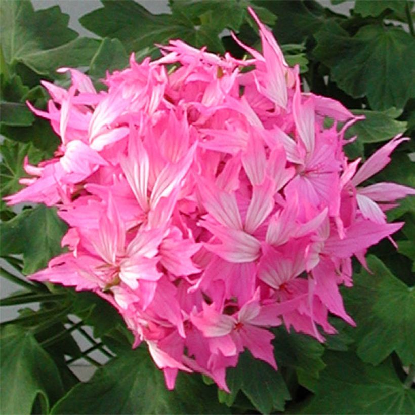 Pelargonium Fireworks Pink - Zonale geranium (Bloei)