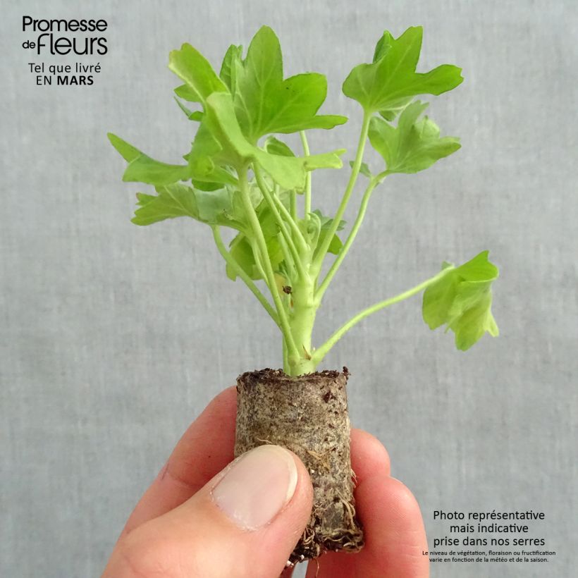 Exemplaar van Pelargonium Fireworks Pink - Zonale geranium Mini-mot Ø 3/4 cm zoals geleverd in de lente