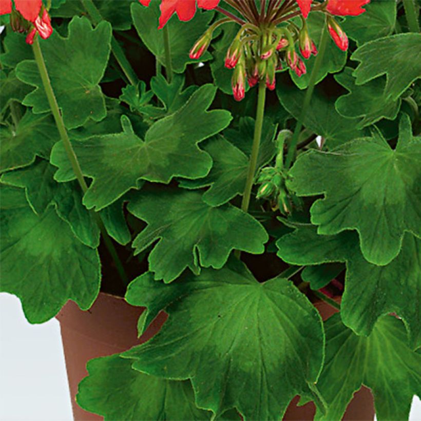 Pelargonium Fireworks Red White - Zonale geranium (Blad)