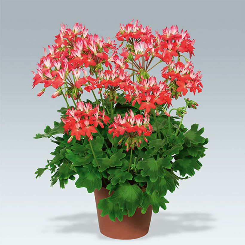 Pelargonium Fireworks Red White - Zonale geranium (Groeiplaats)