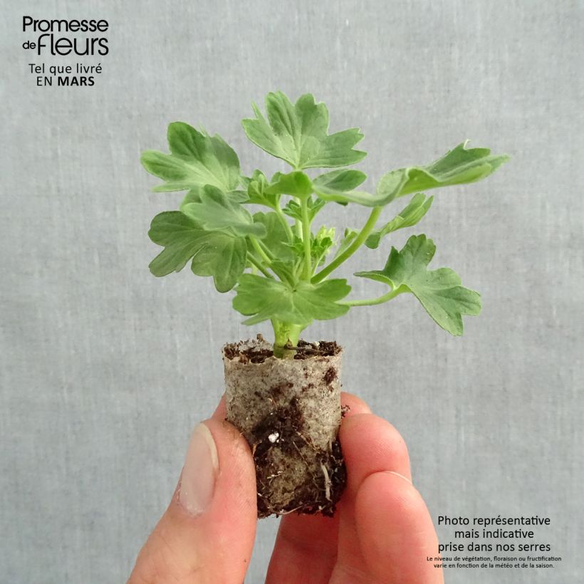 Exemplaar van Pelargonium Fireworks Red White - Zonale geranium Mini-mot Ø 3/4 cm zoals geleverd in de lente