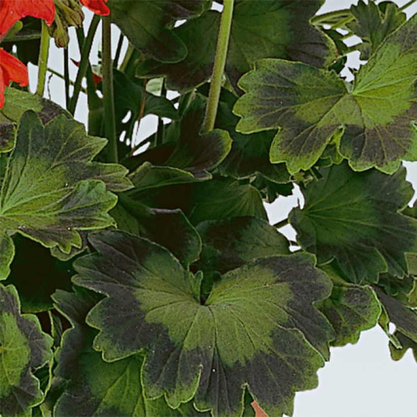 Pelargonium Fireworks Scarlet - Zonale geranium (Blad)