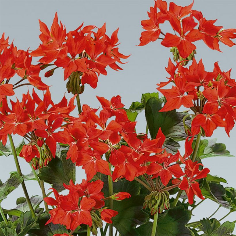 Pelargonium Fireworks Scarlet - Zonale geranium (Bloei)