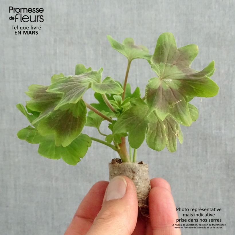 Exemplaar van Pelargonium Fireworks Scarlet - Zonale geranium Mini-mot Ø 3/4 cm zoals geleverd in de lente