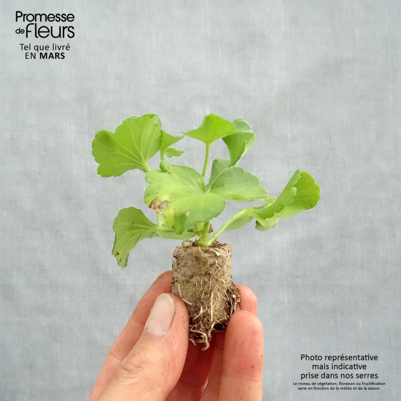 Exemplaar van Pelargonium Flowerfairy Fairy Pink - Zonale geranium Mini-mot Ø 3/4 cm zoals geleverd in de lente