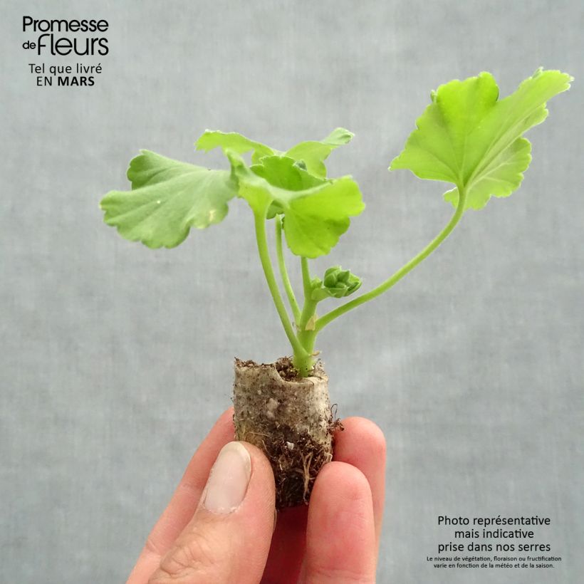 Exemplaar van Pelargonium Flower Fairy Red Splash - Zonale geranium Mini-mot Ø 3/4 cm zoals geleverd in de lente