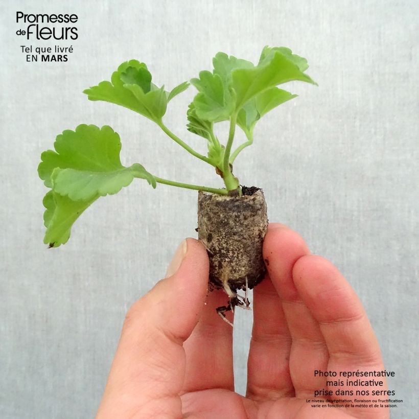 Exemplaar van Géranium zonale Flower Fairy Velvet  zoals geleverd in de lente