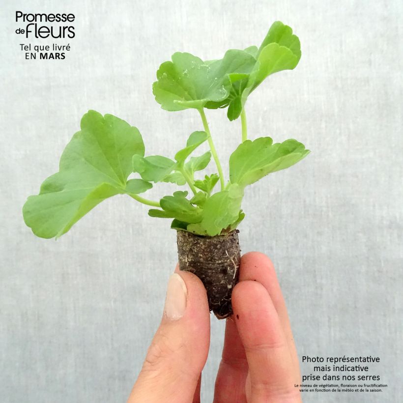 Exemplaar van Pelargonium Flowerfairy White Splash - Zonale geranium Mini-mot Ø 3/4 cm zoals geleverd in de lente