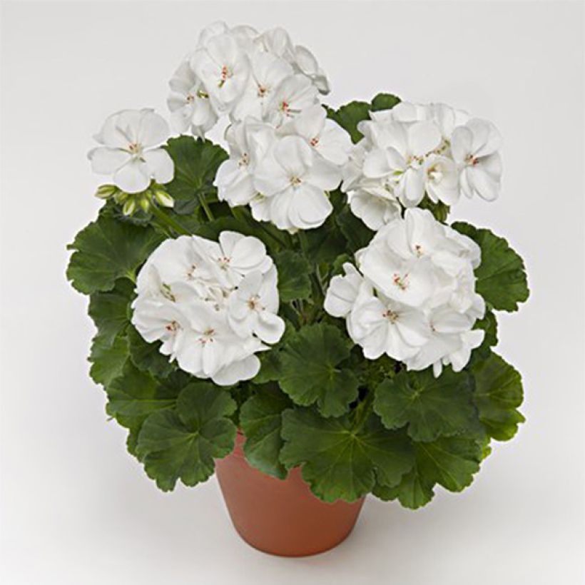 Pelargonium Iceberg - Zonale geranium (Bloei)