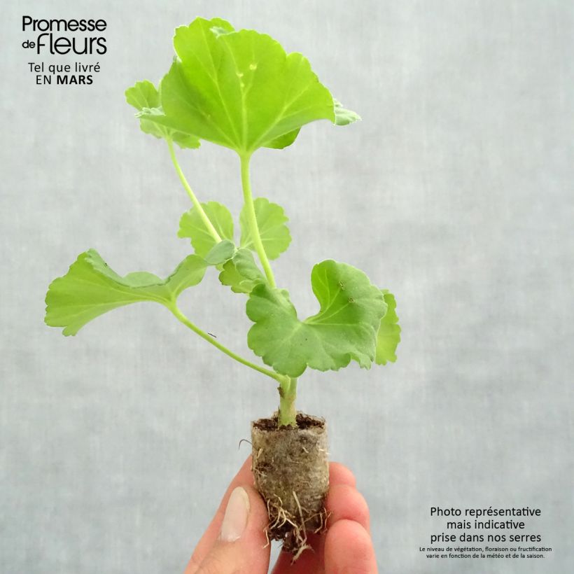 Exemplaar van Pelargonium Iceberg - Zonale geranium Mini-mot Ø 3/4 cm zoals geleverd in de lente