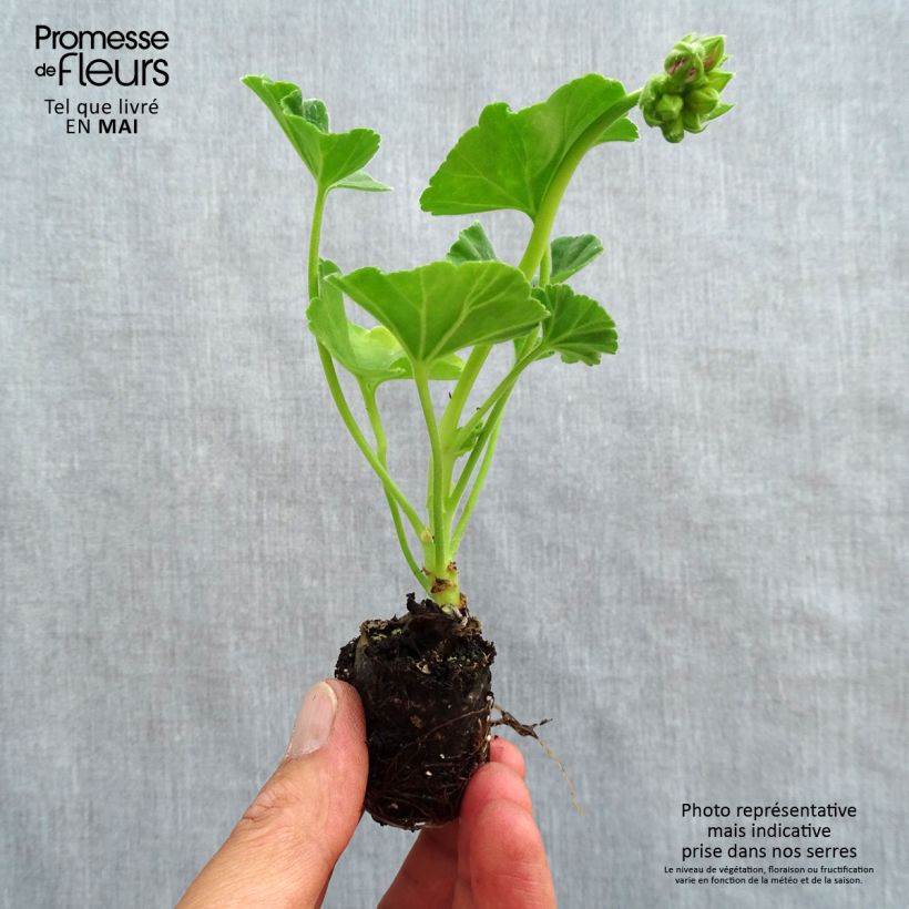 Exemplaar van Pelargonium Icecrystal - Zonale geranium Mini-mot Ø 3/4 cm zoals geleverd in de lente