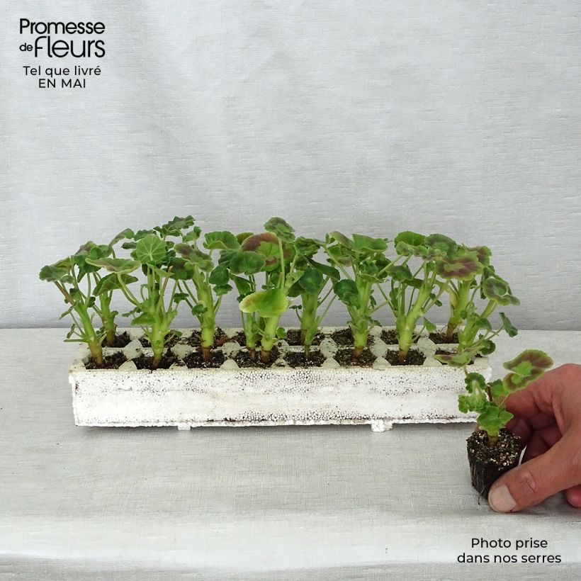 Exemplaar van Pelargonium Inspire Mix - Zonale geranium Kluitplant: kluit 3,8 cm x 3,2 cm in een tray voor 16 planten zoals geleverd in de lente